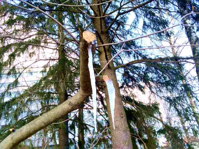 Two rather thick icicles hanging from two-inch-thick branches.