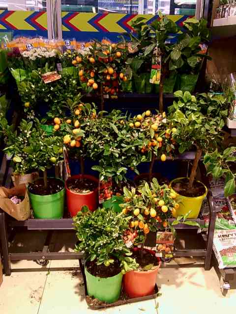 Two-foot-tall citrus trees by the Lidl entrance. Some have small orange fruit, some have green fruit.